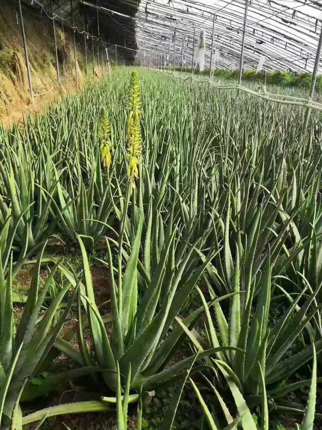 批发美国库拉索芦荟盆栽植物美容院专用灌肤芦荟