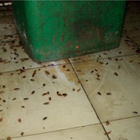 广州天河消杀除虫公司，防治害虫，办公室消杀灭蟑螂