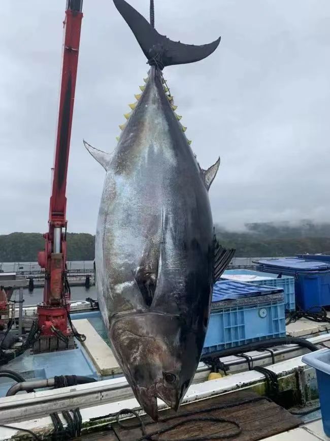 进口意大利蓝鳍金枪鱼清关流程和详细资料