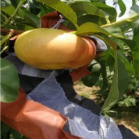 陕西黄金蜜毛桃基地黄金蜜毛桃产地黄金蜜毛桃种植基地