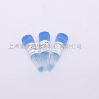 Invitrogen 博莱霉素 zeocin R250-01